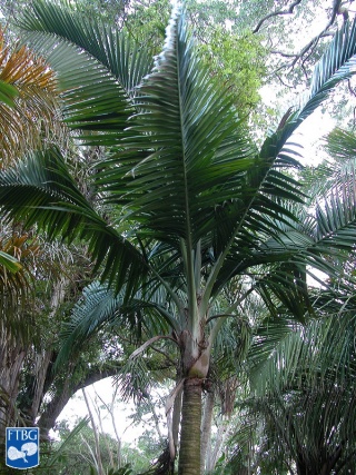 Calyptrogyne occidentalis palmboom (2).jpg