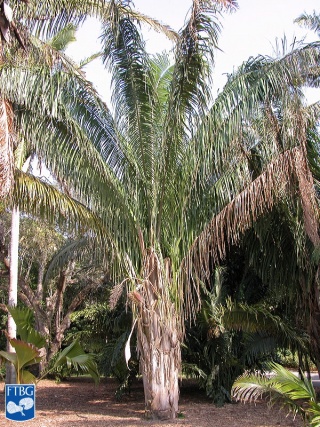 Attalea butyracea palmboom (2).jpg