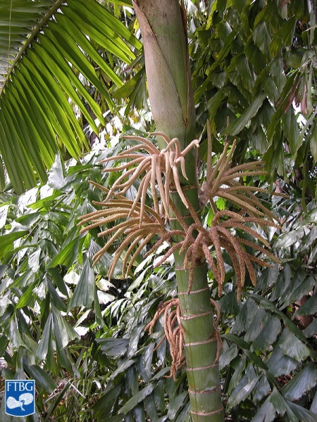 Bestand:Burretiokentia hapala bloei (4).jpg