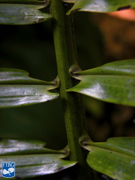 Bestand:Arenga westerhoutii blad close up (2).jpg