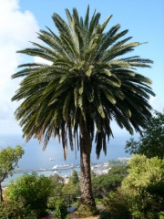 Phoenix Canariensis 2.jpg