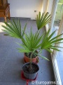 Trachycarpus Latisectus Klein.jpg