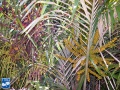 Arenga engleri (Dwerg Suiker Palm) bloei.jpg