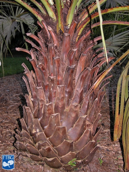 Bestand:Brahea aculeata stam.jpg
