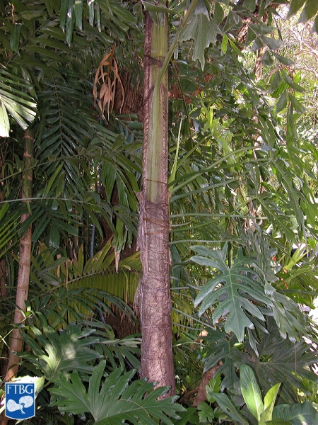 Bestand:Caryota rumphiana (Vissestaartpalm) stam (2).jpg