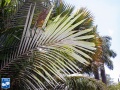 Arenga engleri (Dwerg Suiker Palm) blad.jpg