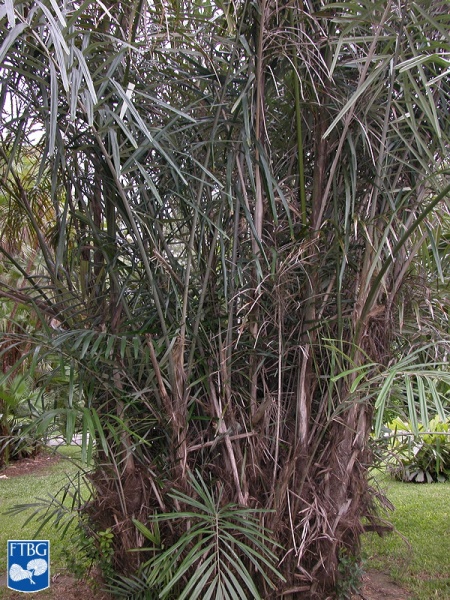 Bestand:Arenga tremula palmboom.jpg