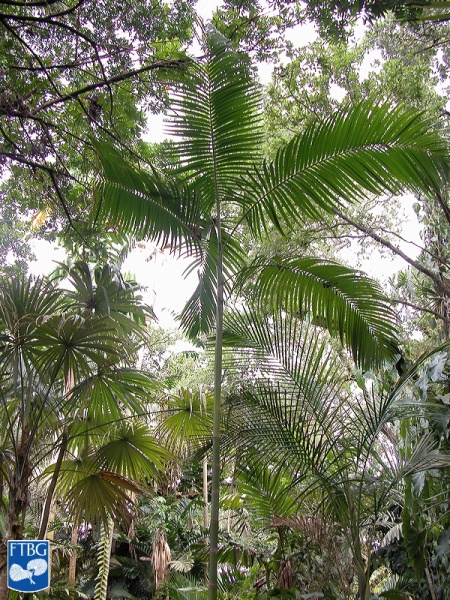 Bestand:Actinorhytis calapparia (Calappa palm) palmboom (4).jpg