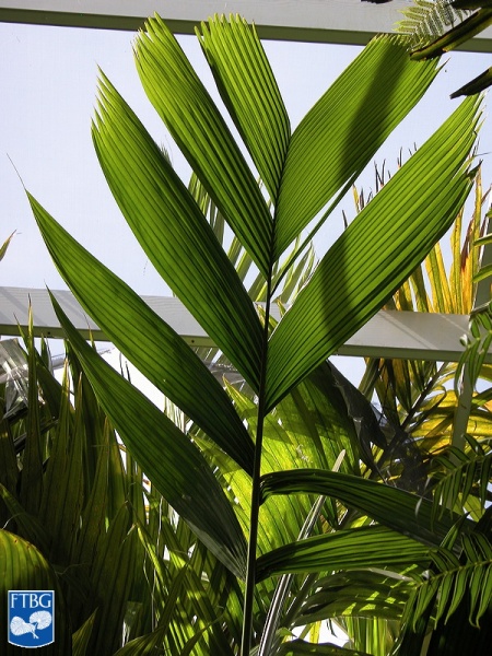 Bestand:Areca guppyana blad.jpg