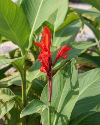 Canna-edulis.jpg