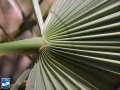 Acoelorrhaphe wrightii (Everglades palm) achterzijde aanzet blad (2).jpg