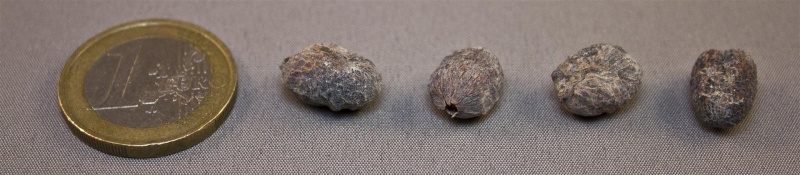 Bestand:Trachycarpus latisectus.jpg