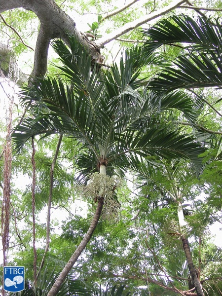 Bestand:Adonidia merrillii (Manila palm) kroon (2).jpg