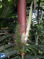 Areca macrocalyx hals met vruchten.jpg