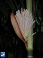 Areca macrocalyx bloem.jpg
