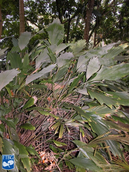 Bestand:Arenga caudata palm.jpg