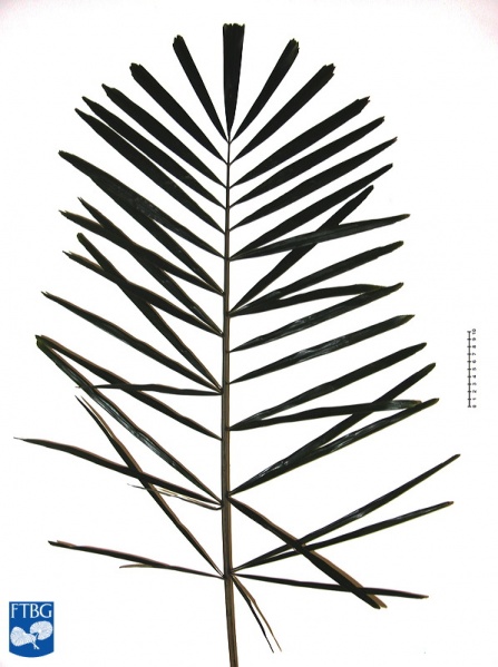 Bestand:Arenga tremula blad.jpg