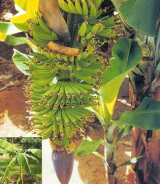 Musa 'Dwarf Cavendish'.jpg