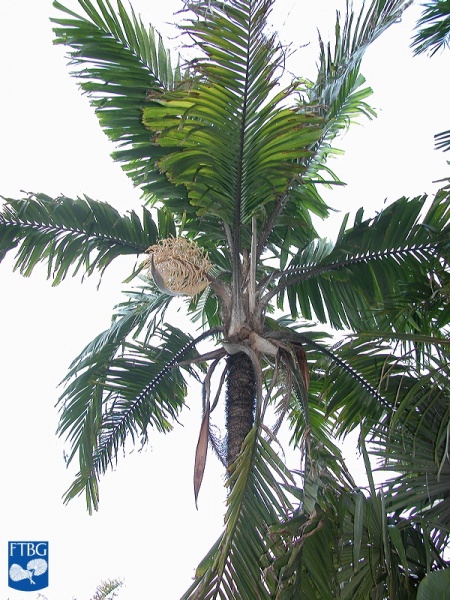 Bestand:Aiphanes minima (Macaw palm) palmboom.jpg