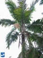 Aiphanes minima (Macaw palm) palmboom.jpg