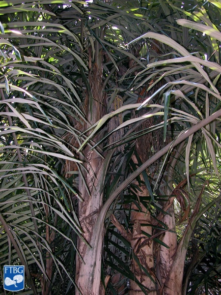 Bestand:Arenga australasica stam (2).jpg