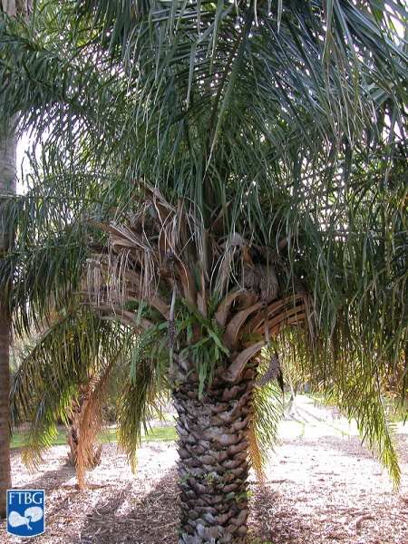 Bestand:Attalea phalerata palmboom.jpg