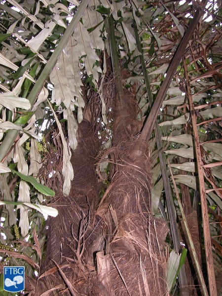 Bestand:Arenga undulatifolia stammen.jpg