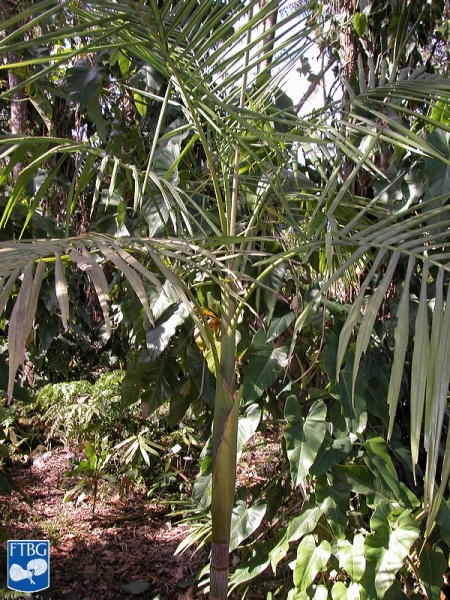 Bestand:Archontophoenix maxima palmboom (2).jpg
