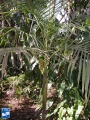 Archontophoenix maxima palmboom (2).jpg