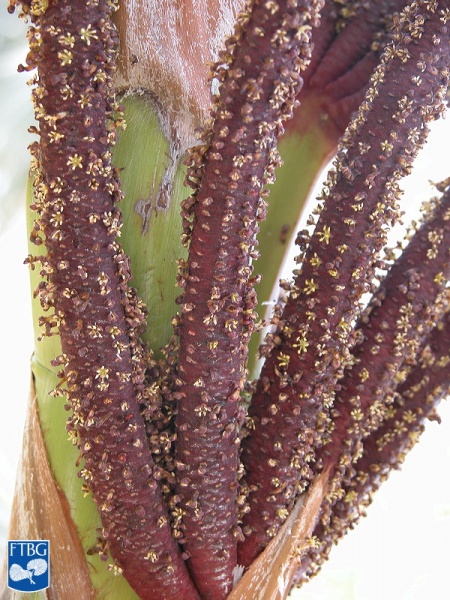 Bestand:Bismarckia nobilis bloei close up.jpg