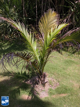 Calyptrogyne plumeriana jonge palmboom.jpg