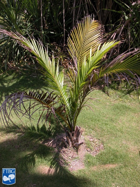 Bestand:Calyptrogyne plumeriana jonge palmboom.jpg