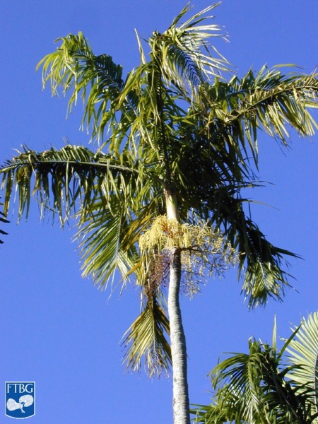 Bestand:Carpentaria acuminata palmboom (2).jpg