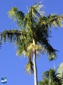 Carpentaria acuminata palmboom (2).jpg