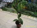 Musa bordelon bananenplant 2.jpg