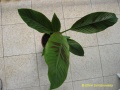 Musa bordelon bananenplant.jpg