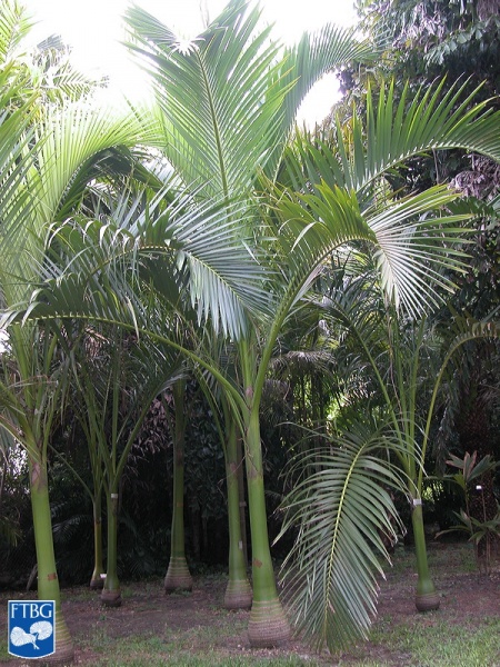 Bestand:Carpoxylon macrospermum palmboom.jpg