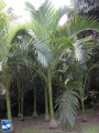 Carpoxylon macrospermum palmboom.jpg