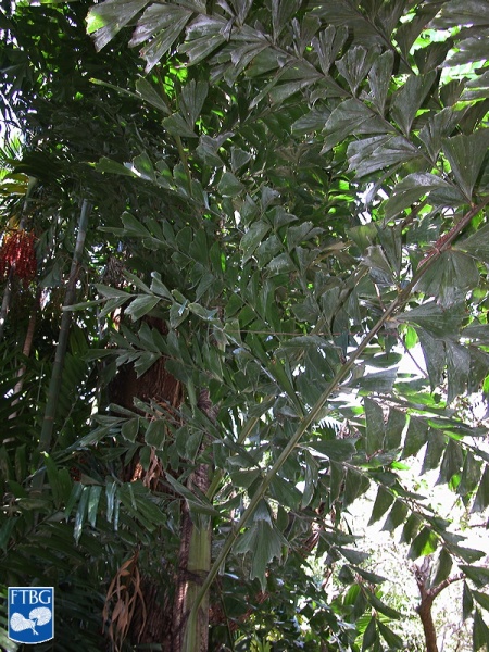 Bestand:Caryota rumphiana (Vissestaartpalm) bladeren.jpg