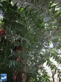 Caryota rumphiana (Vissestaartpalm) bladeren.jpg