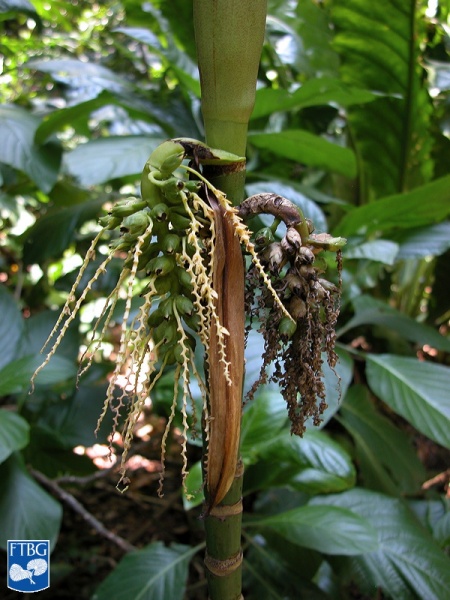 Bestand:Areca multifida vruchten.jpg