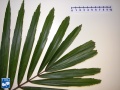 Arenga engleri (Dwerg Suiker Palm) blad meten (2).jpg