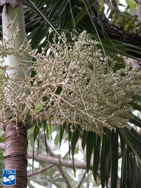 Bestand:Adonidia merrillii (Manila palm) bloei.jpg
