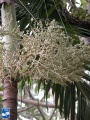 Adonidia merrillii (Manila palm) bloei.jpg
