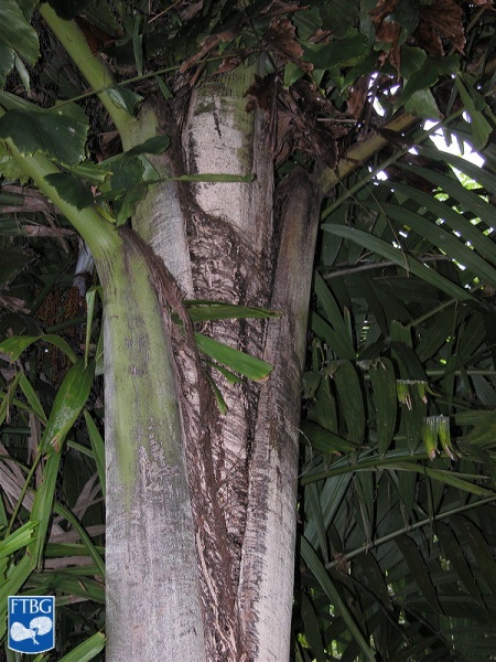 Bestand:Caryota rumphiana (Vissestaartpalm) stam hals.jpg