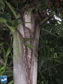 Caryota rumphiana (Vissestaartpalm) stam hals.jpg