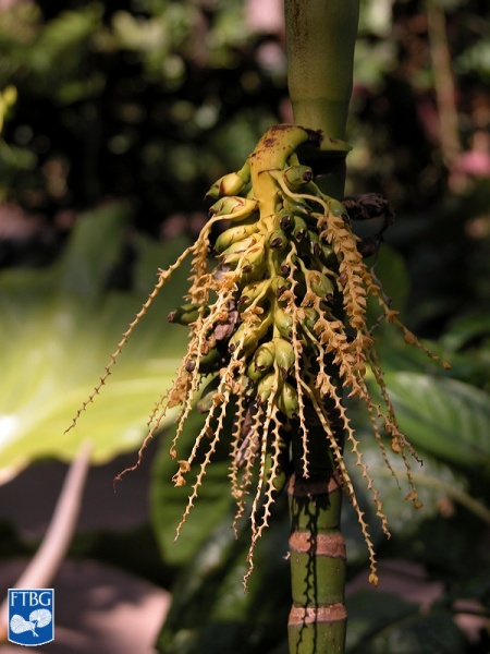 Bestand:Areca multifida vruchten (2).jpg