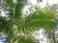 Actinorhytis calapparia (Calappa palm) bladeren.jpg