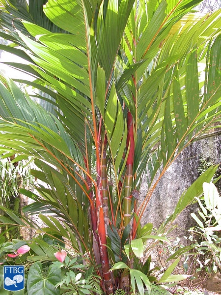 Bestand:Areca vestiaria palmboom (3).jpg