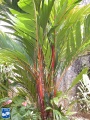 Areca vestiaria palmboom (3).jpg